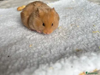 Hamster rodents Pedigree Syrian hamster pups - Advert 16