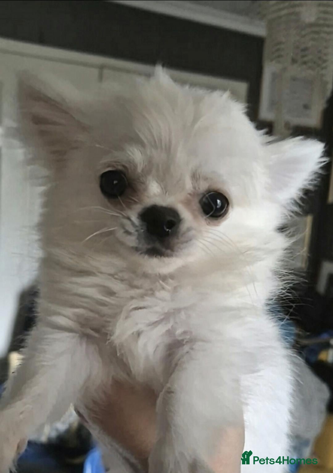 Chihuahua dogs ⚜️KC Chihuahua Boy - Advert 4