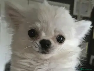 Chihuahua dogs ⚜️KC Chihuahua Boy - Advert 9