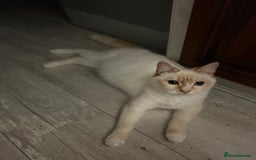Ragdoll cats for sale: Red flame point Ragdoll - Image 4