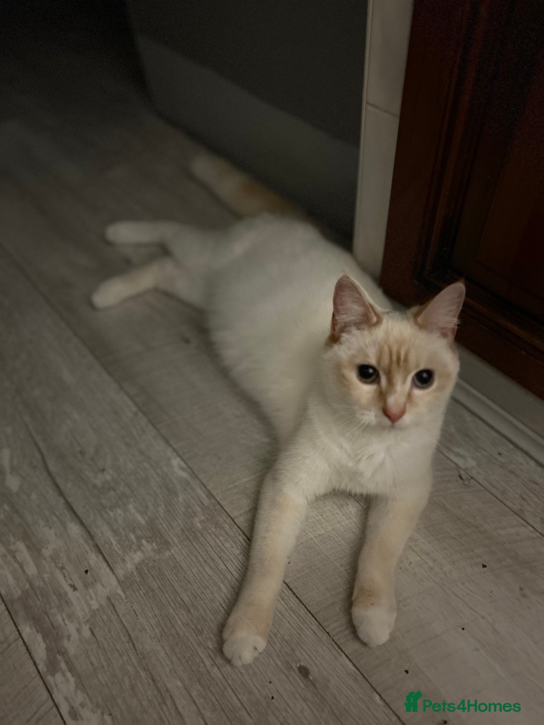 Ragdoll cats for sale: Red flame point Ragdoll - Image 4