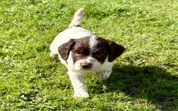 English Springer Spaniel dogs for sale: GAMEKEEPER BRED SPRINGER SPANIEL PUPS - Image 5