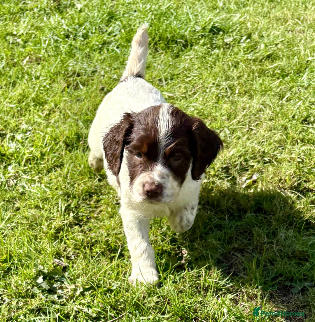 English Springer Spaniel dogs for sale: GAMEKEEPER BRED SPRINGER SPANIEL PUPS - Image 5
