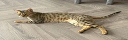 Savannah cats for sale: Beautiful F5 Savannah Kitten Squealer - Advert 2