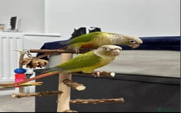 Conures birds for sale: Pineapple Conures - Image 3