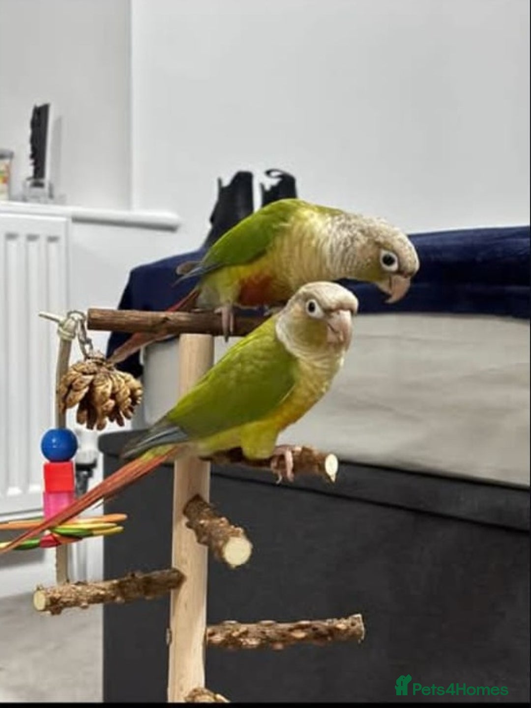Conures birds for sale: Pineapple Conures - Image 3