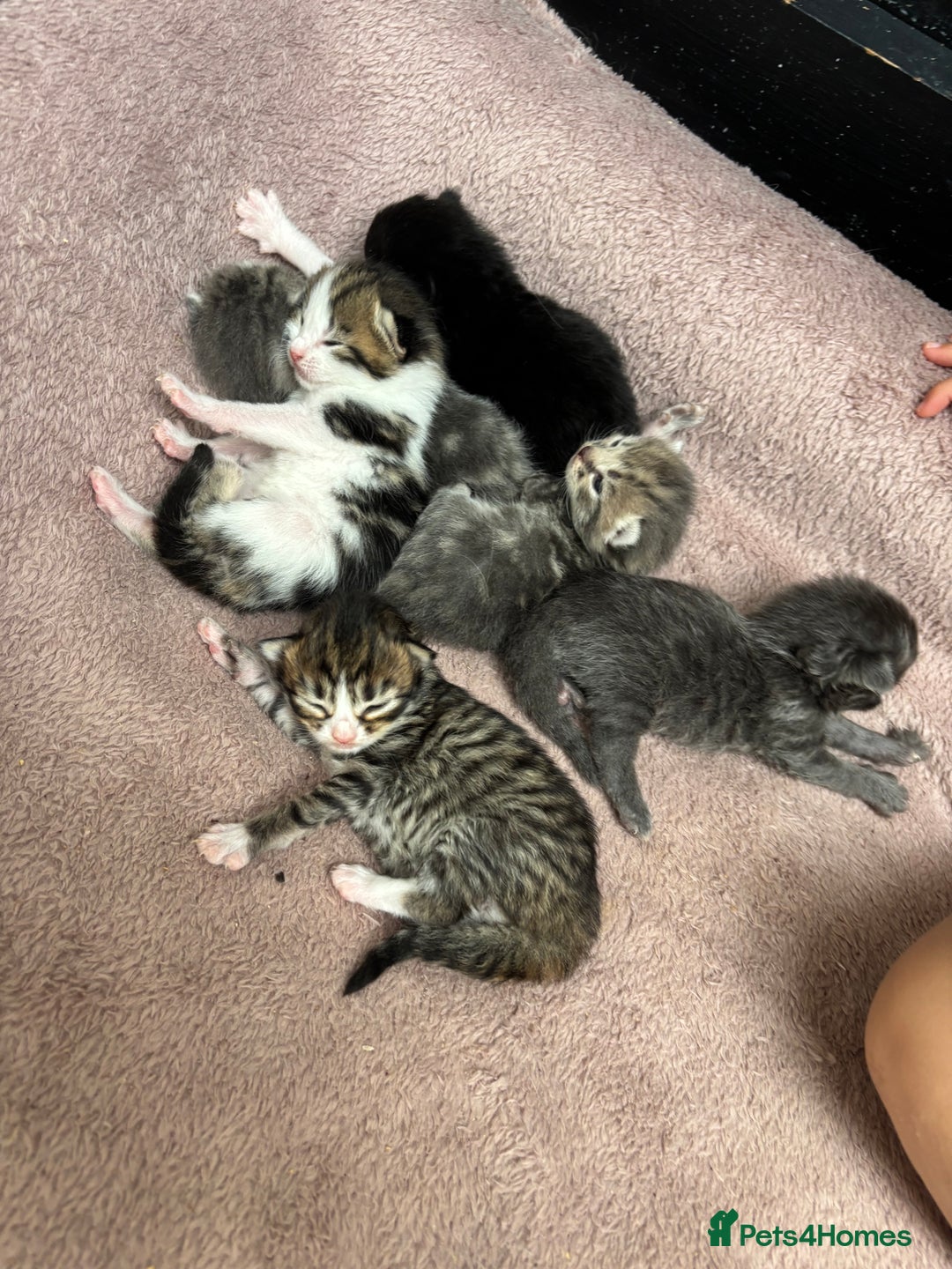 Mixed Breed cats for sale: Kittens  - Image 2