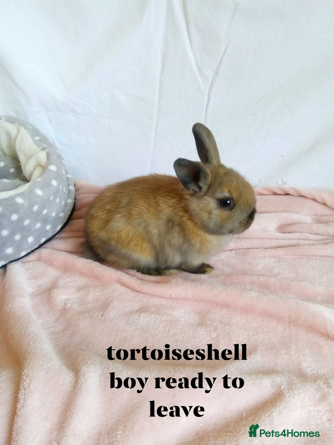 Netherland Dwarf rabbits for sale: pure bred netherland dwarf new litter - Image 8