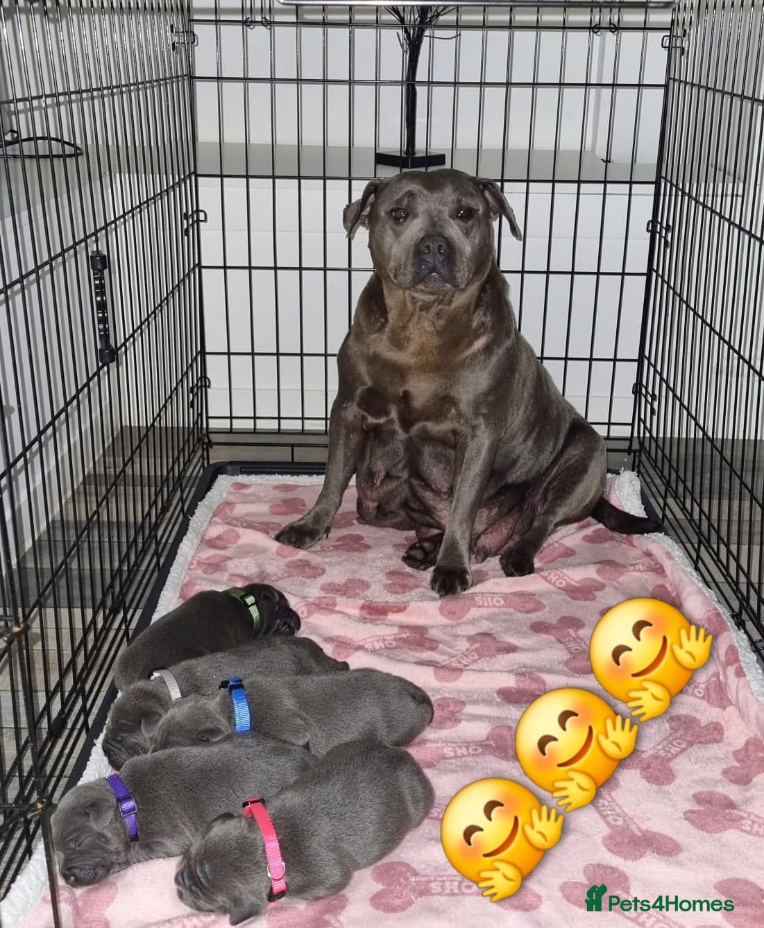 Staffordshire Bull Terrier dogs Beautifull chunky KC blue and white staff puppies  - Advert 1