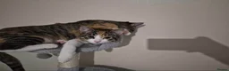 Mixed Breed cats for sale: Two 8 month old kittens for sale in Romford - Advert 5