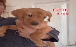 Labrador Retriever dogs for sale: Fox red lab pups - Image 4