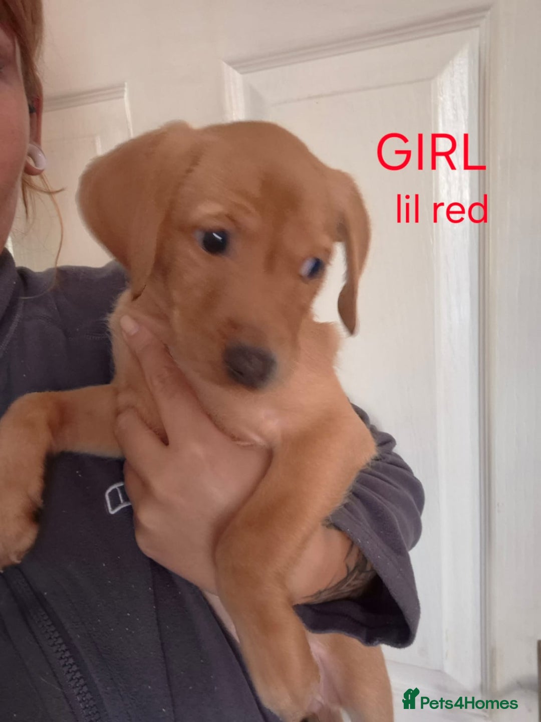 Labrador Retriever dogs for sale: Fox red lab pups - Image 4