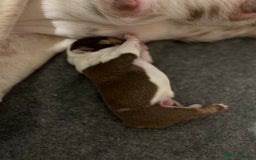 English Bulldog dogs for sale: QC puppies  - Image 13