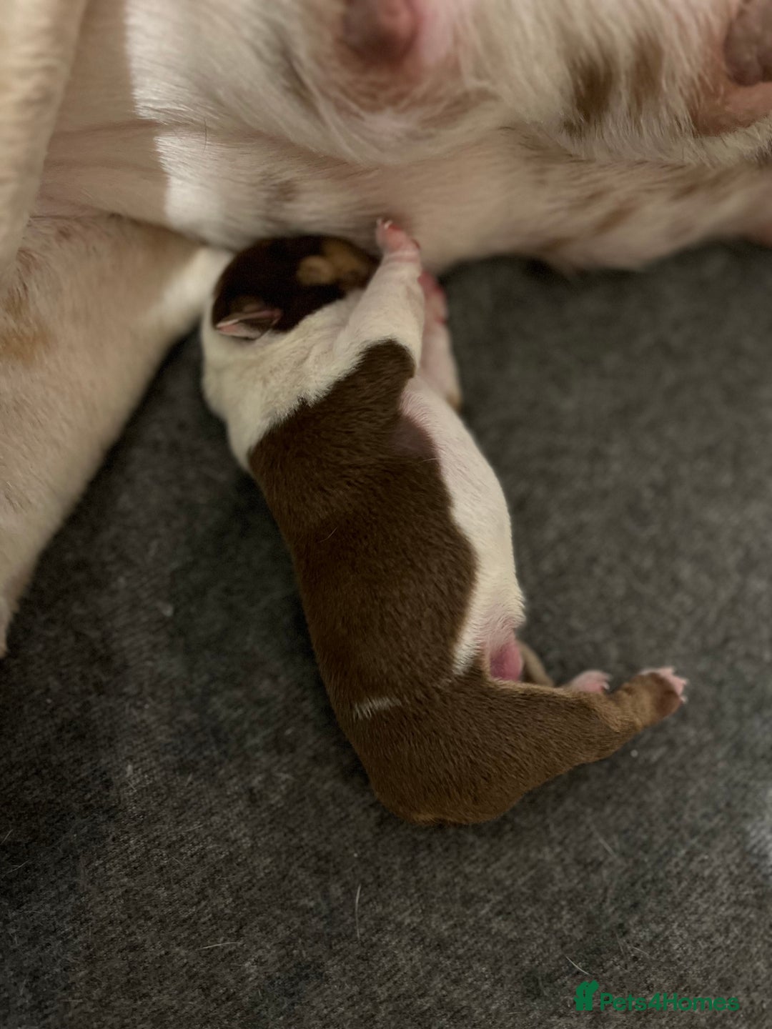 English Bulldog dogs for sale: QC puppies  - Image 13