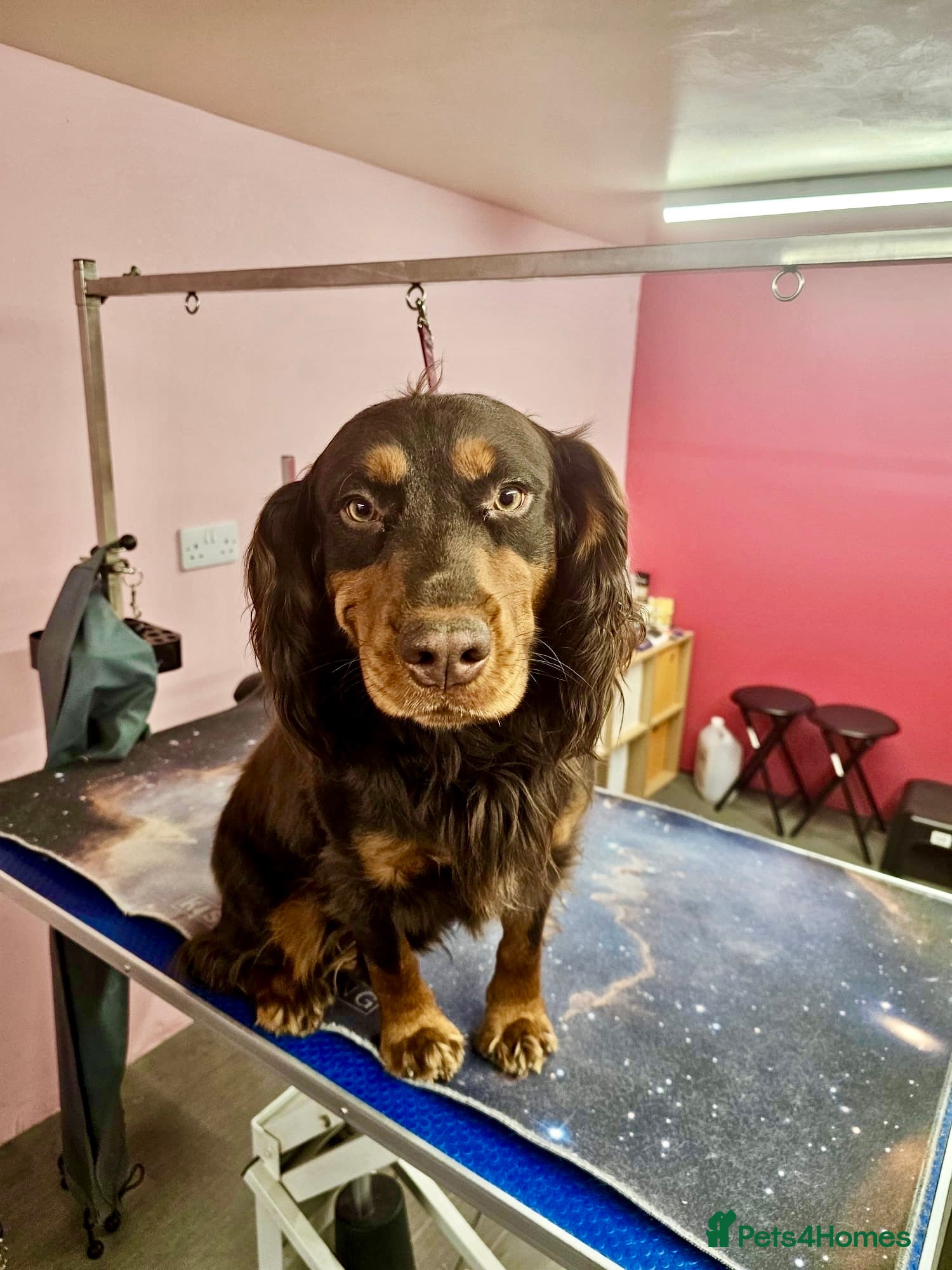 Sprocker dogs 🐾Choclate Tri Colour 8 Month Old Sprocker Girl🐾 - Advert 8