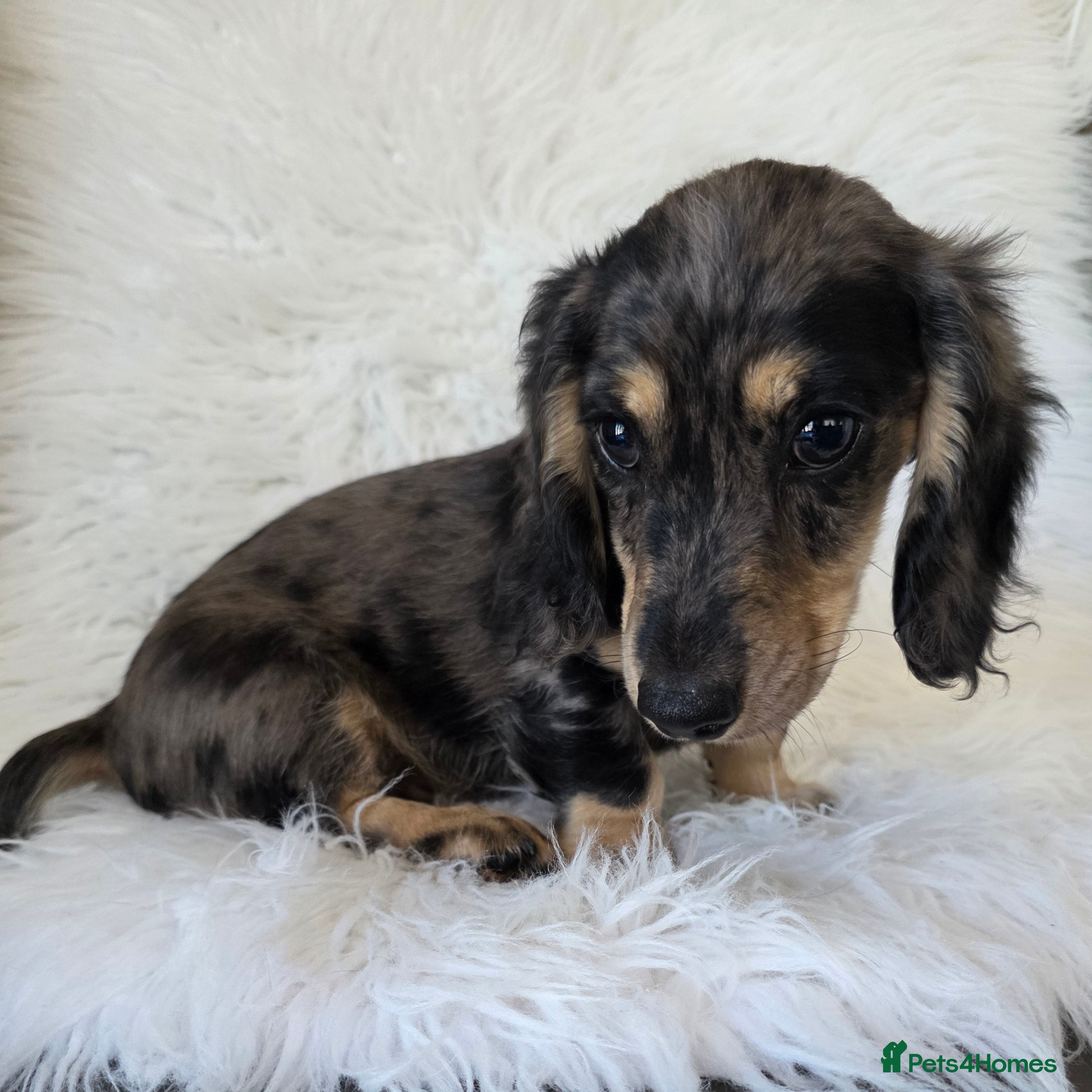 Miniature Dachshund dogs KC Long hair dachshund boys - Advert 2