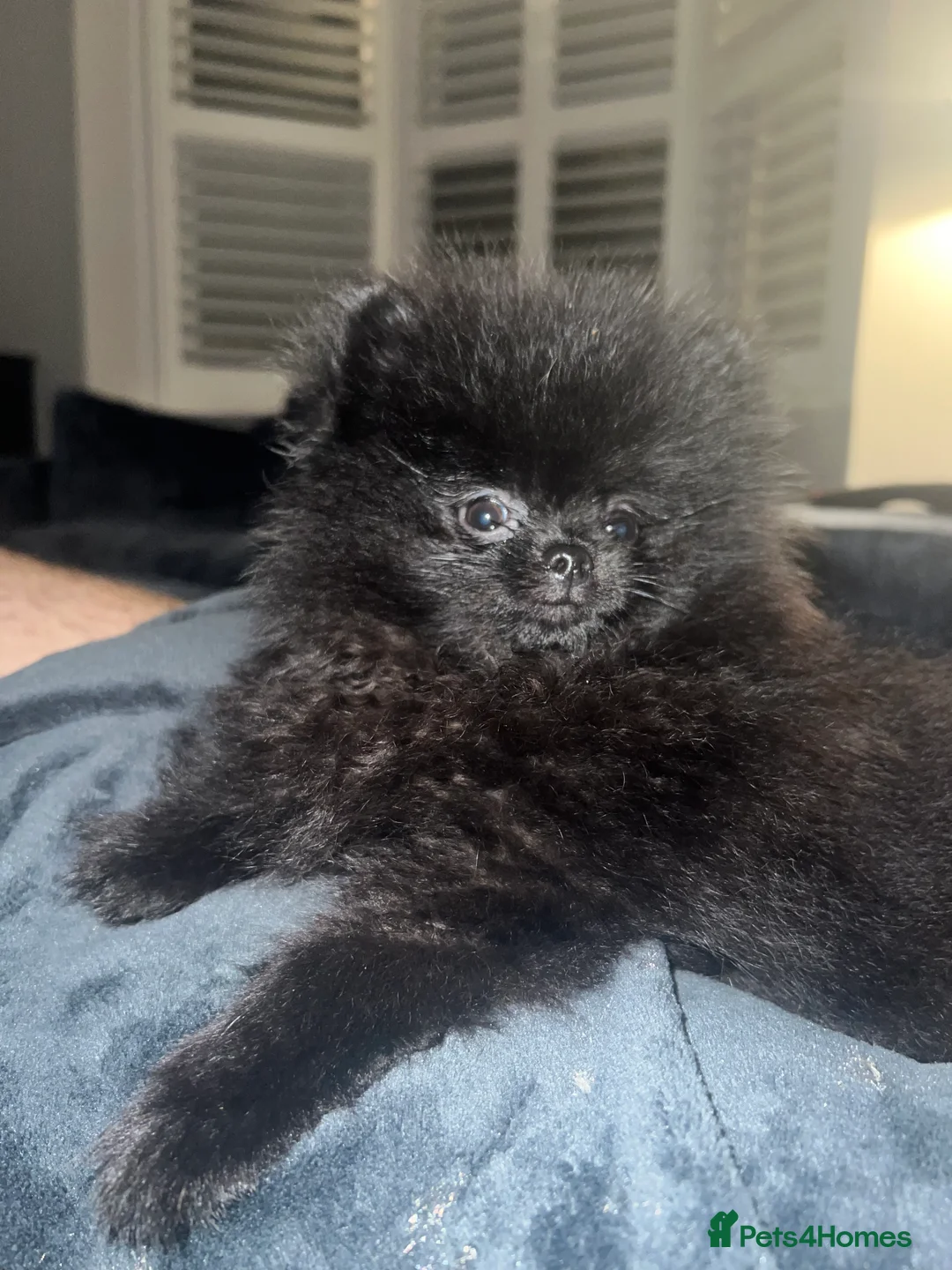 Pomeranian dogs for sale: REDUCED KC Registered Black  - Advert 3