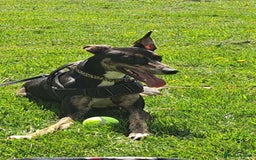 Mixed Breed dogs for sale: Female Greyhound/Saluki for sale URGENT - Image 1