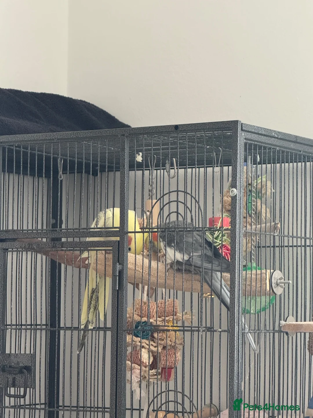 Cockatiels birds for sale: Cockatiels for adoption  - Advert 2