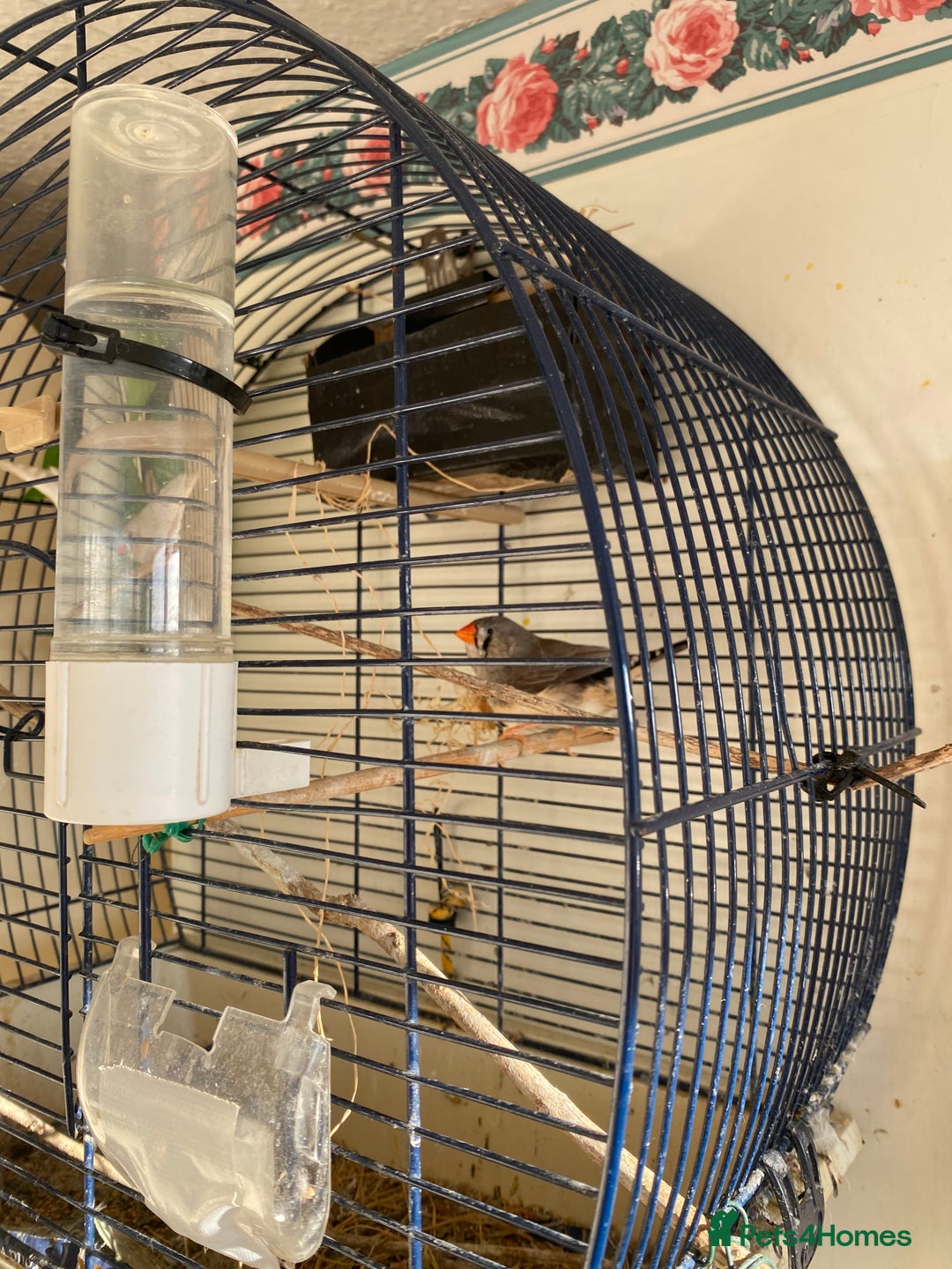 Finches birds for sale: Two zebra finches  - Image 2