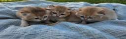 British Shorthair cats for sale: Black Golden Shaded British Shorthair Kittens TICA - Advert 6