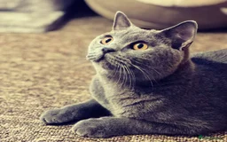 British Shorthair cats for sale: British shorthaired kittens for sale - Image 6
