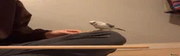 Budgerigars birds for sale: Two friendly budgies for sale, big cage included in Armagh - Advert 4