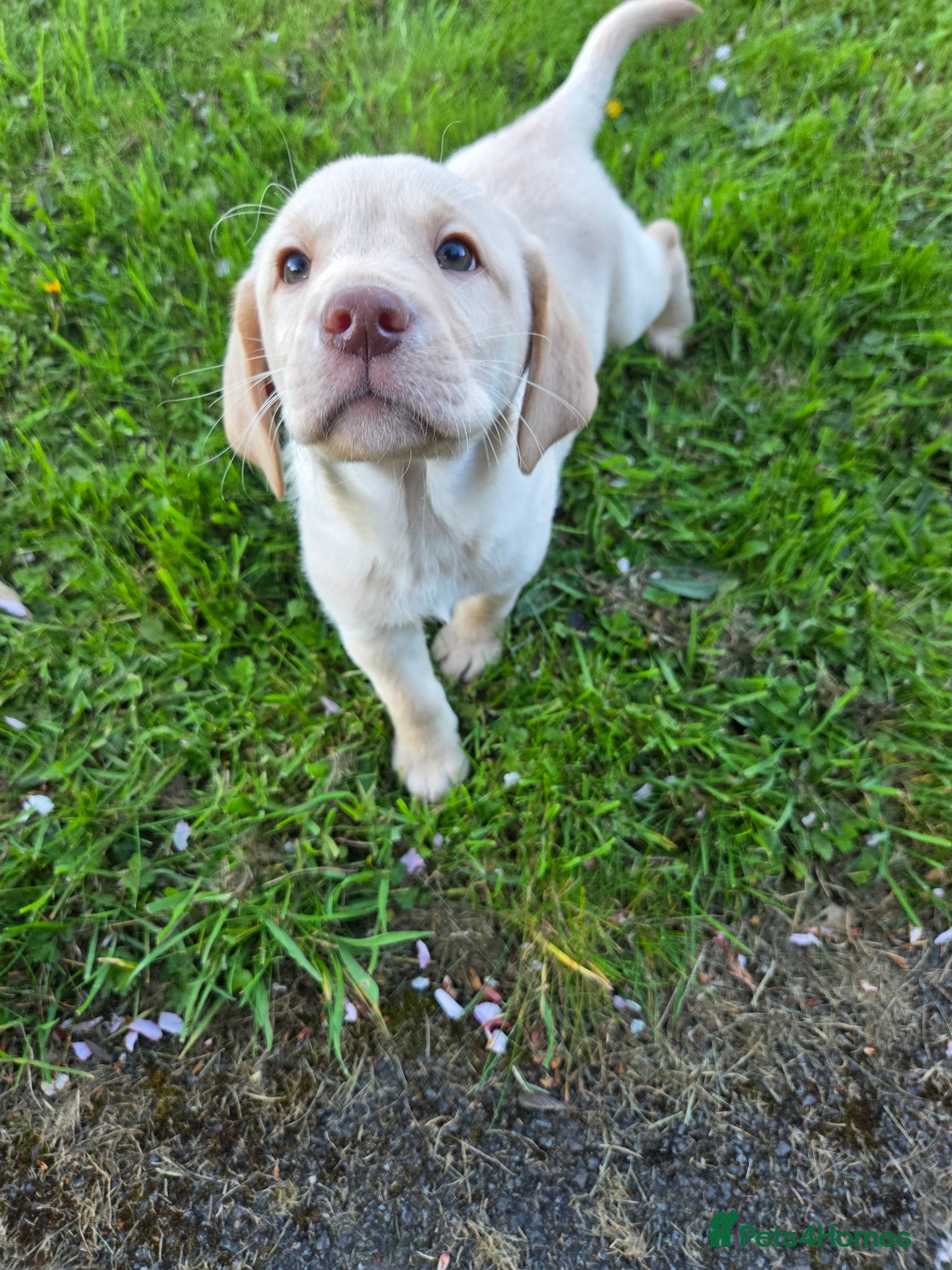 Labrador Retriever dogs Kc Registered quality labrador BOYS AVAILABLE  - Advert 5