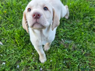 Labrador Retriever dogs Kc Registered quality labrador BOYS AVAILABLE - Advert 5