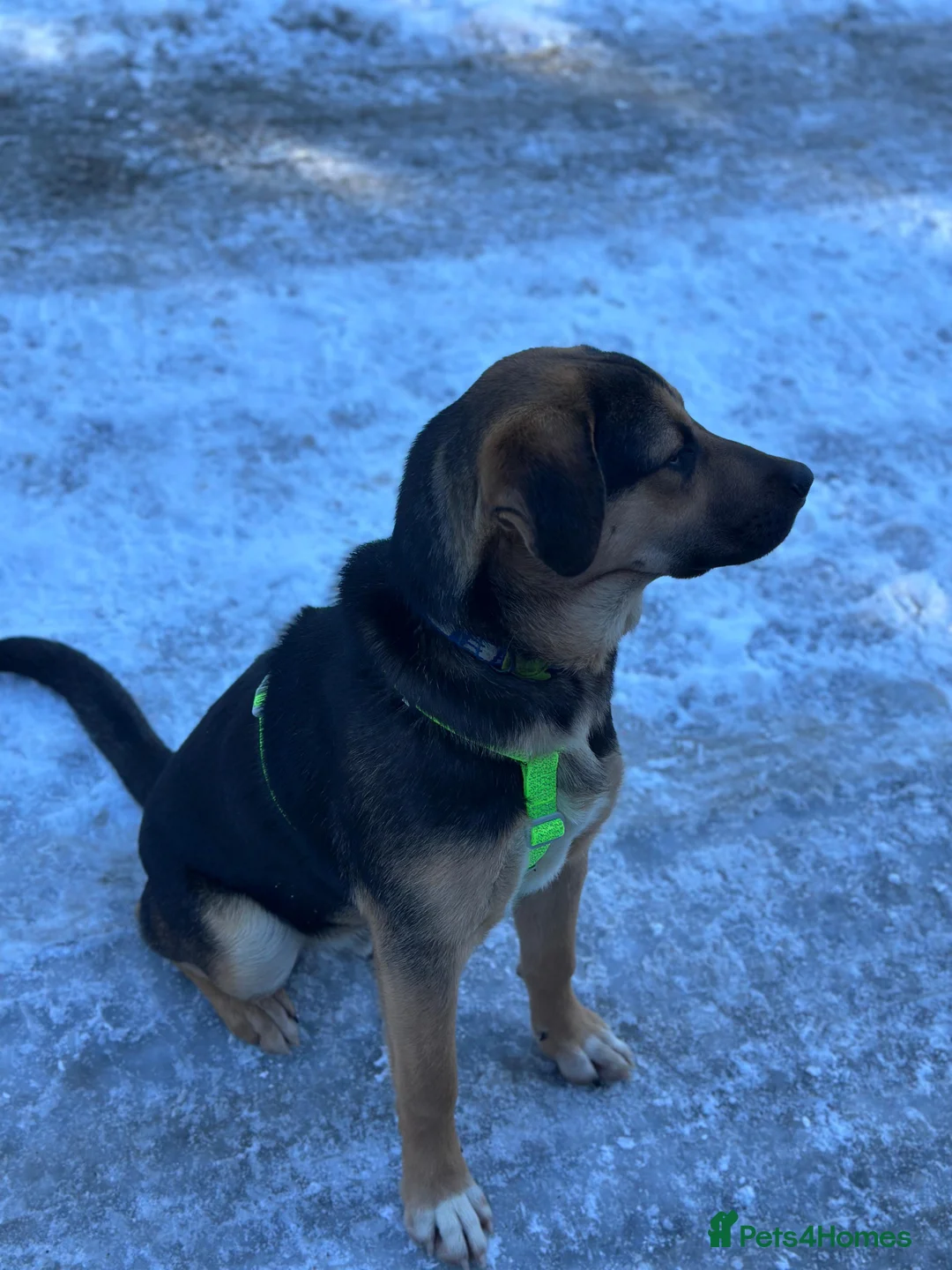 Australian Shepherd dogs for adoption: 6.5 months old Anatolian Shepherd ready to adopt! - Advert 7