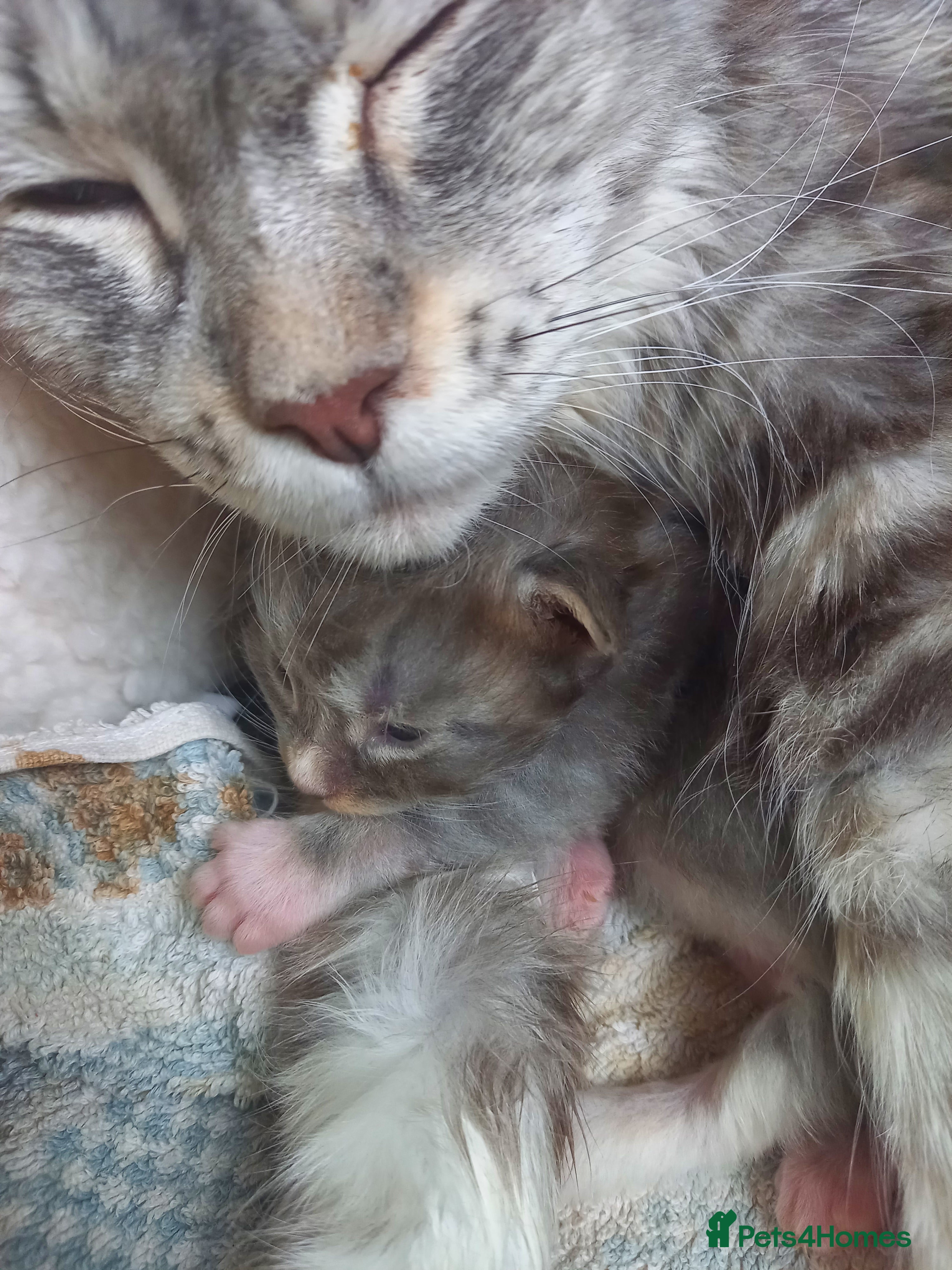 Maine Coon cats Full maincoon  - Advert 9