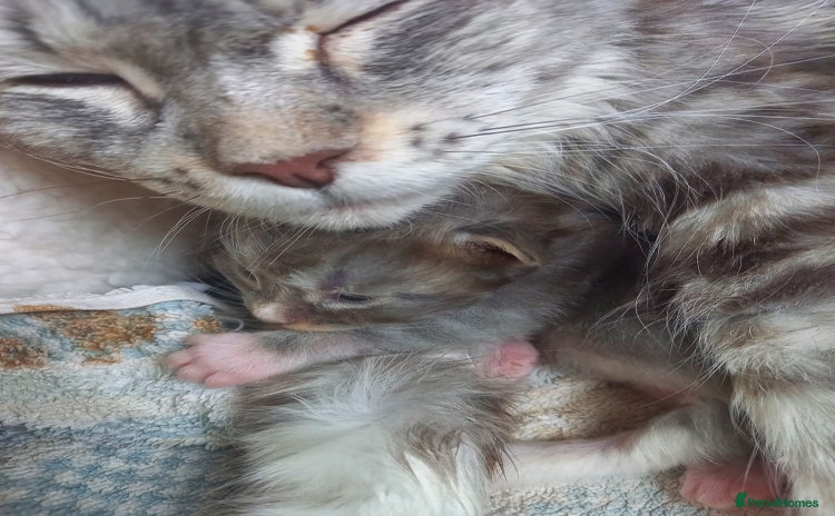 Maine Coon cats Full maincoon  - Advert 1