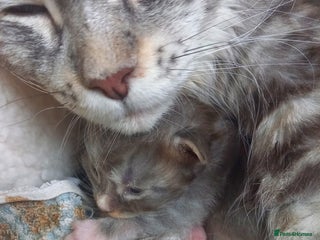 Maine Coon cats for sale: Full maincoon - Advert 1