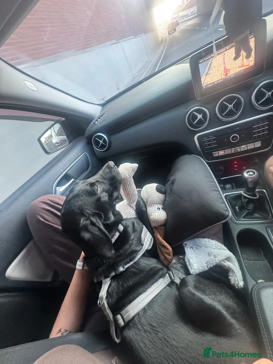 Mixed Breed dogs for sale: 7 month old dalmador  in Wakefield - Advert 6