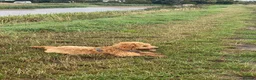 Goldendoodle dogs for sale: Cooper - Advert 5