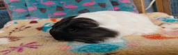 Guinea Pig rodents for sale: Young Adult Teddy Sow/Retired Young Adults  - Advert 3
