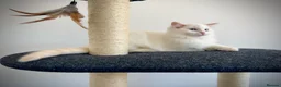 Ragdoll cats for sale: Last three ragdoll kittens! Don’t miss out! - Advert 17