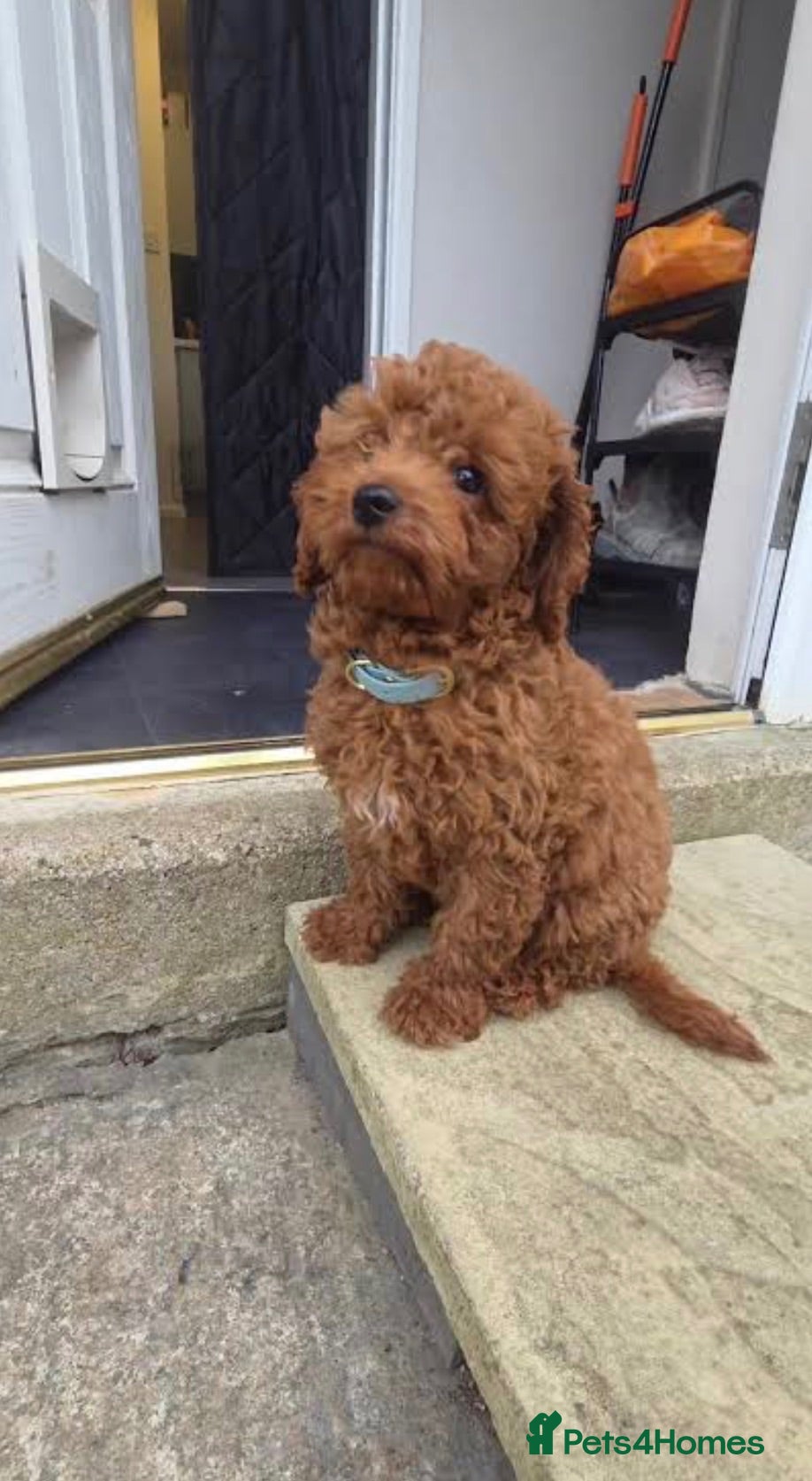 Cavapoo dogs Beautiful Cavapoo Puppy Looking For a New Home ❤️ - Advert 3