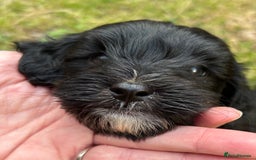 Maltipoo dogs for sale: Two cuddly little maltipoo boys - Image 3