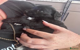 Mixed Breed dogs for sale: Miniature Schnauzer X Cockapoo - Image 14
