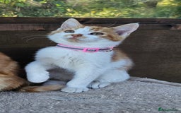 Mixed Breed cats for sale: 4 Ginger Kittens READY FOR A NEW HOME/WEST DRAYTO - Image 15