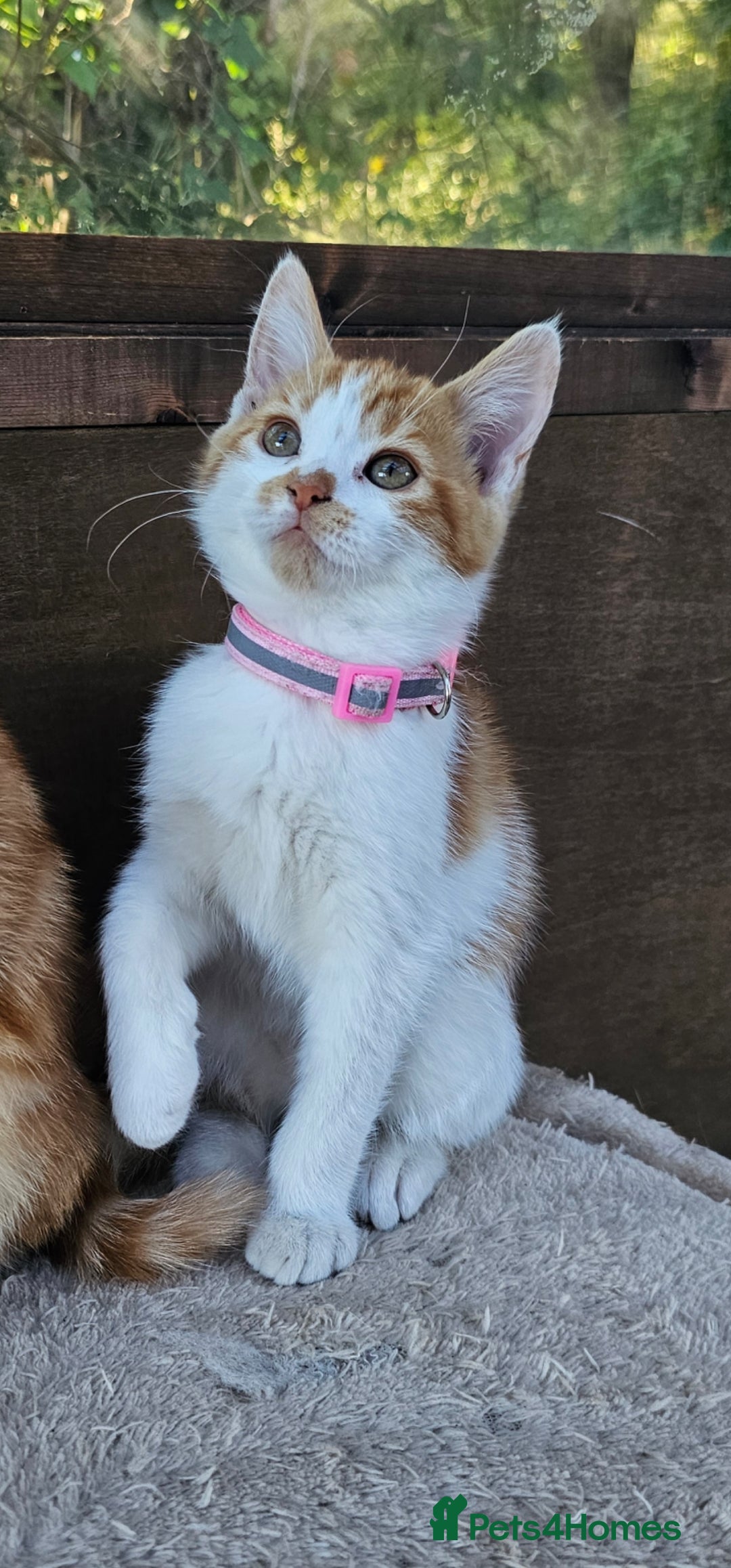 Mixed Breed cats for sale: 4 Ginger Kittens READY FOR A NEW HOME/WEST DRAYTO - Image 15