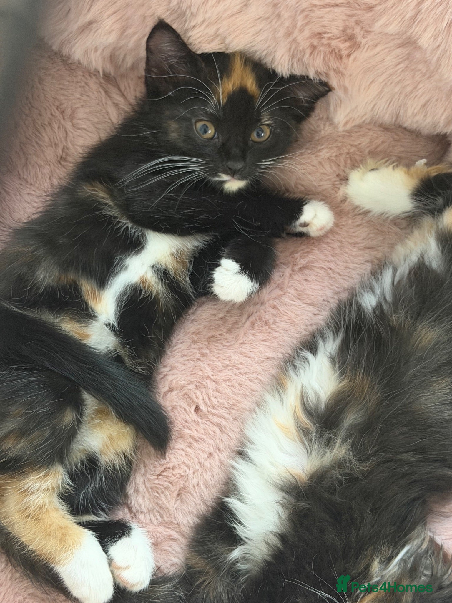 British Longhair cats Mixed Maincoon x long haired kittens - Advert 2