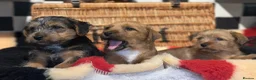 Mixed Breed dogs for sale: Stunning NORJACK pups ready now  - Advert 6