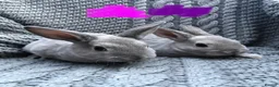 Rex rabbits for sale: Purebred Velvet Mini Rex Sable rabbits - Advert 17