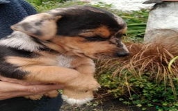 Jack Russell dogs for sale: Rare short legged Jack Russell puppies - Image 3