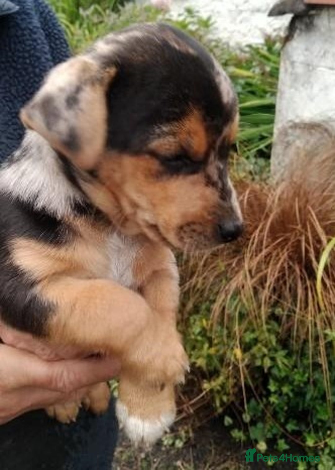 Jack Russell dogs for sale: Rare short legged Jack Russell puppies - Image 3