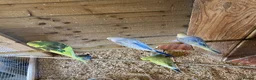 Budgerigars birds for sale: Baby budgies  - Advert 5