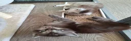 Maine Coon cats for sale: Maine Coon Kittens looking for new loving home in Birmingham - Advert 17