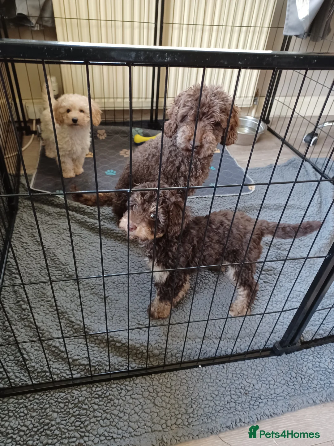 Cavapoochon dogs for sale: Cavapoochon puppies with 5 weeks free insurance  in Bath - Advert 12